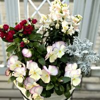 ストック,パンジー,金魚草,冬の花,冬の寄せ植えの画像