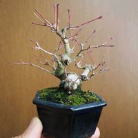 モミジ,盆栽,おうち園芸,焼酎のお供の画像