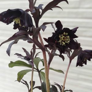 クリスマスローズ,ガーデニング,マイガーデン,花のある暮らし,クリスマスローズ愛同盟の画像