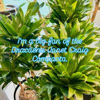 ドラセナ,ドラセナ コンパクタ,森林浴,熱帯植物,癒しの空間の画像