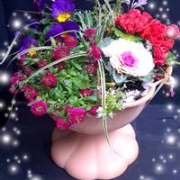 アリッサム,ビオラ,バラ咲きジュリアン,ナガバオモダカ,温帯スイレンの画像