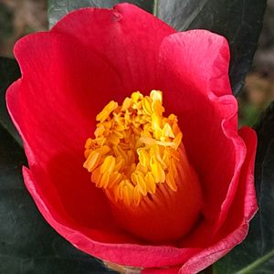 ツバキ,うどん県人会,うどん県西支部,小さな庭の画像