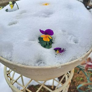 鉢植え,花のある暮らし,高原の草花,おうち園芸,小さな庭の画像