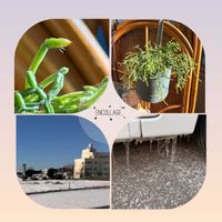 リプサリス,多肉植物,雪景色,タニラー,多肉女子の画像