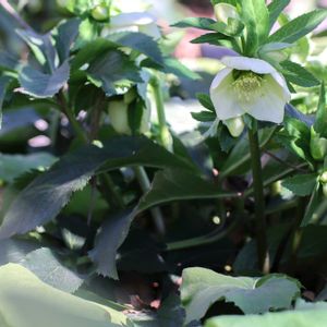 クリスマスローズ,散歩,庭園,花いろいろ,お出かけ先の画像