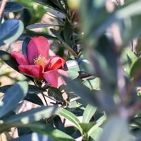 サザンカ,散歩,庭園,花いろいろ,お出かけ先の画像