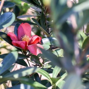 サザンカ,散歩,庭園,花いろいろ,お出かけ先の画像