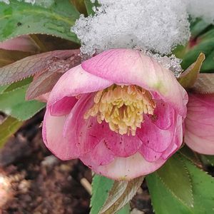 クリスマスローズ,クリスマスロ－ズ,クリスマスロ－ズ,半日陰, クリスマスローズの画像