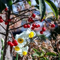 スイセン,ナンテン,南天,散歩,庭園の画像