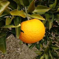 グレープフルーツ,甘夏,果物,山野草,収穫の画像