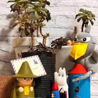 チェリーセージ,ヘデラ,黒法師,夕映え,アエオニウム属 黒法師の画像