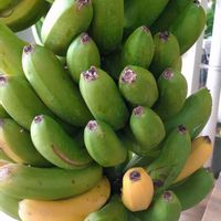 バナナ,七北田公園都市緑化ホール,ほんわか♥️ほんのり,花咲く乙女たち♡の画像