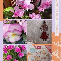 キンギョソウ,ミニシクラメン,小さな幸せ♡,嬉しいプレゼント☆,ムーミンの日の画像