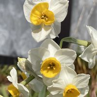 スイセン,スイセン,日本水仙,日本水仙,花壇の画像