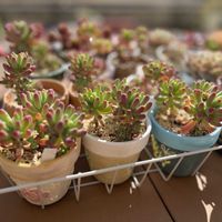 乙女心,多肉植物,多肉大好き,多肉多肉多肉,多肉のある暮らしの画像