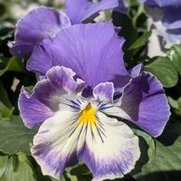 パンジー,カラミンサ,庭の画像