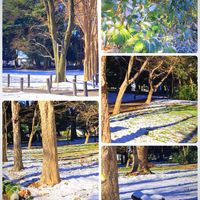 モミジ,♡雑木,花のある暮らし,GSに感謝。,晴れの月曜日の画像