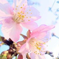 サクラ,河津桜,河津桜(カワヅザクラ),さくら サクラ 桜,京都の画像