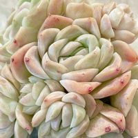 エケベリア,ホワイトローズ,ホワイトローズ,白薔薇,白薔薇の画像