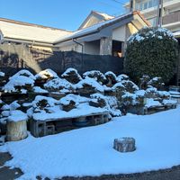 盆栽,盆栽棚,サツキ盆栽,雪に負けないの画像