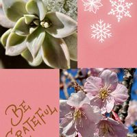 朧月(おぼろづき),カワヅザクラ,多肉植物,❤️いいね、ありがとう,今日のお花の画像