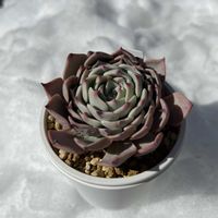 多肉植物,多肉中毒,多肉のある暮らし,雪だるま,多肉女子の画像