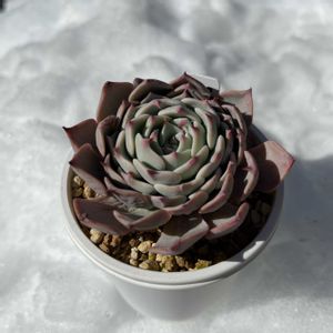 多肉植物,多肉中毒,多肉のある暮らし,雪だるま,多肉女子の画像