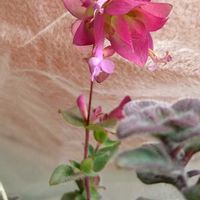 オレガノ,オレガナム ネオンライト,ピンクワールド,SDGs,心に笑顔の花をの画像