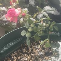 キンギョソウ,ペチュニア,ワスレナグサ,ミニバラ,玄関先の画像