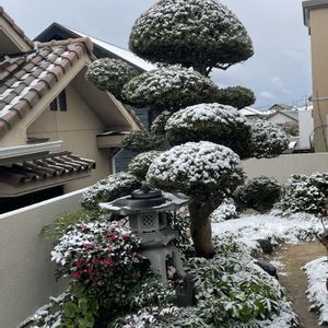 クリスマスローズ,ヒマツリ,オスぺオスペルマム,小さなにわ,タイガース　沖縄キャンプの画像