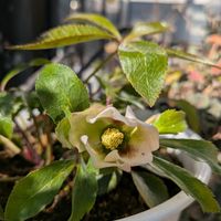 クリスマスローズ,クリスマスローズ,クリスマスローズ,トネリコの画像