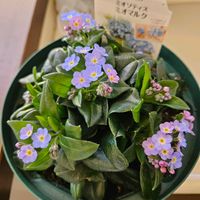 ミオソティス ミオマルク,鉢植え,明るい日陰,プランター,ガーデニング初心者の画像