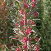 カルーナ,キリンソウ（麒麟草),グレビレア？,ロータス.プリムストーン,千里中央商店街での画像