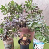 黒法師,アエオニウム属 黒法師,黒法師（サンシモン）,アエオニウム 黒法師,アエオニウム 属の画像