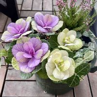 カルーナ,バラ咲きジュリアン いちごのミルフィーユ,PWスーパーベルレモンスライス,春が待ち遠しい,GSの皆さまに感謝♡の画像