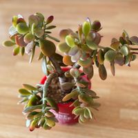 金のなる木の画像