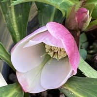 クリスマスローズ,乙女心,花のある暮らし,緑のある暮らし,可愛いお花の画像