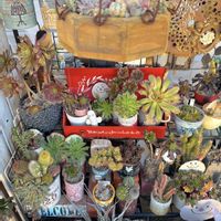 黒法師,多肉植物,多肉植物寄せ植え,多肉寄せ植え,アエオニウム属の画像