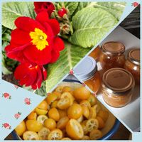 キンカン,プリムラ　ジュリアン,ミッチの会の画像