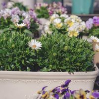 オステオスペルマム,キララ,サントリー キララ ホワイト,サントリー フラワーズの画像