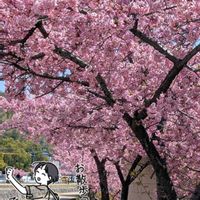 カワヅザクラ,多肉寄せ植え,今日のお花,ミッチの会,ムーミンの日の画像