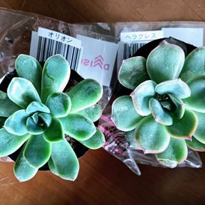 オリオン,ヘラクレス,多肉植物,ダイソー,ダイソー産の画像