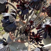 多肉植物,9日は黒法師の日,玄関アプローチの画像