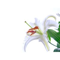 カサブランカ,キッチンの画像