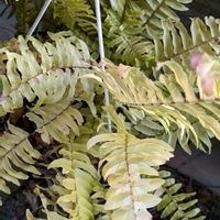 ネフロレピス,ネフロレピス・ハッピーマーブル,ハッピーマーブル,観葉植物,シダ植物の画像