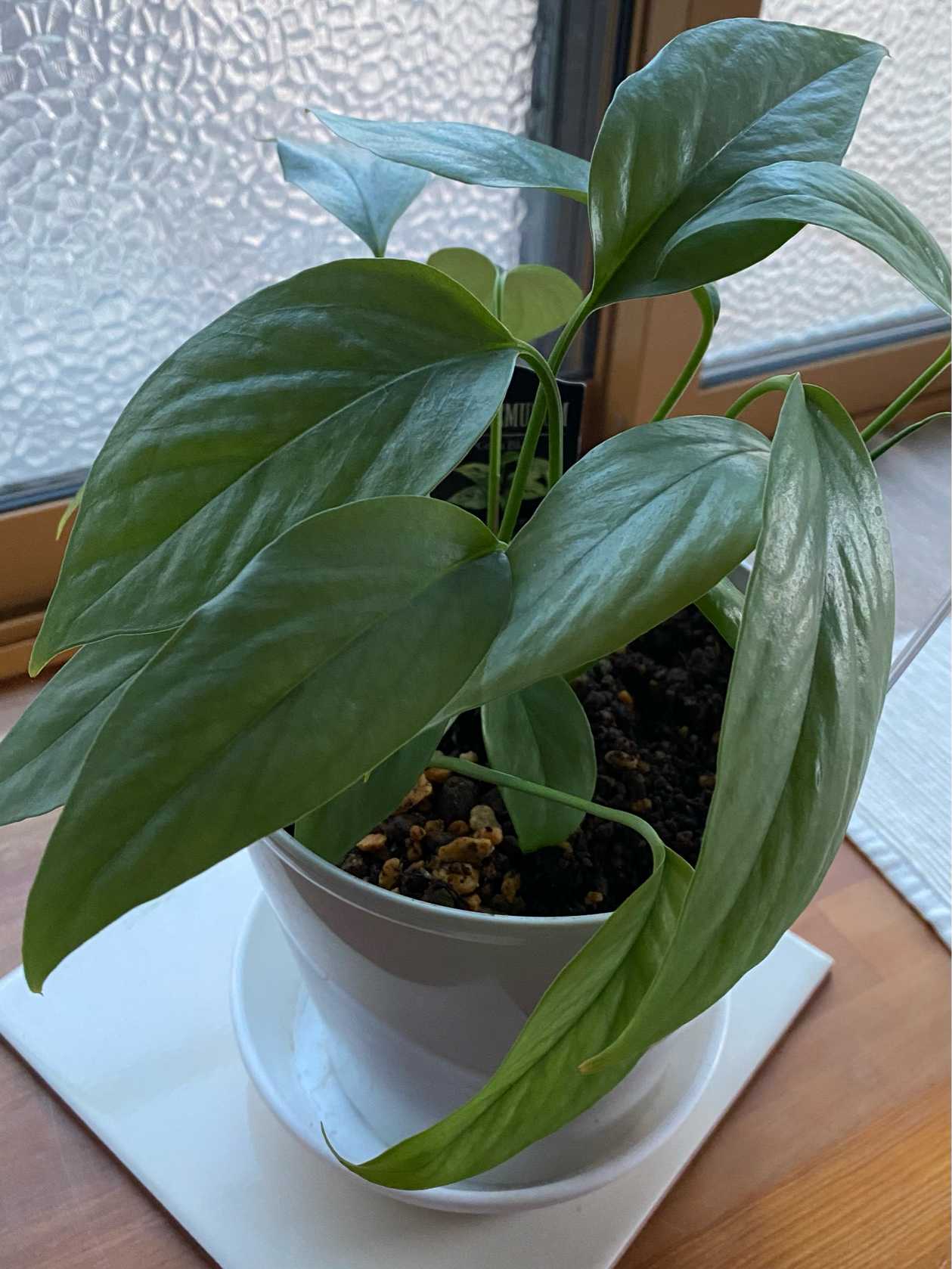 エピプレムナム セブブルー🌿｜🍀GreenSnap（グリーンスナップ）