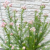 ライスフラワーの画像