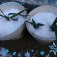 ニンニク,ニンニク,いつも心に太陽を,庭の画像