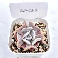 エケベリア キュービック フロスト,エケベリア　キュービックフロスティ,エケベリア スノーエルフ,神奈川タニラー,多肉男子の画像