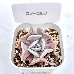 エケベリア キュービック フロスト,エケベリア　キュービックフロスティ,エケベリア スノーエルフ,神奈川タニラー,多肉男子の画像